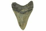 Serrated, Fossil Megalodon Tooth - North Carolina #328297-1